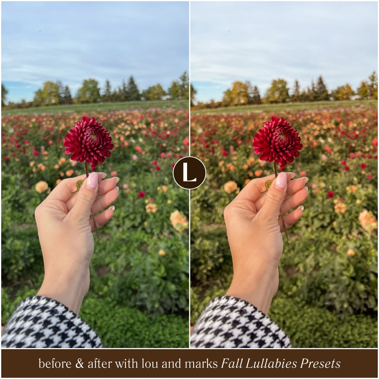 Before and after comparison of a hand holding a red flower in a field with Lou and Marks Fall Lullabies Presets.