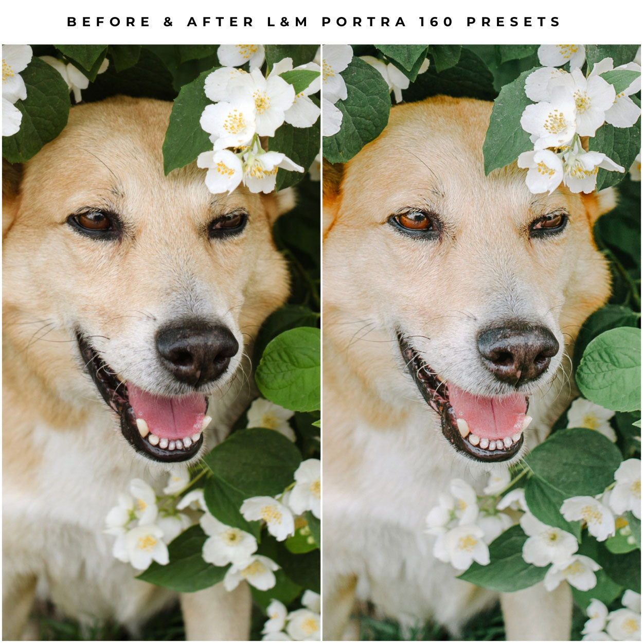 Kodak Portra 160 Film Lightroom Presets by Lou and Marks Presets