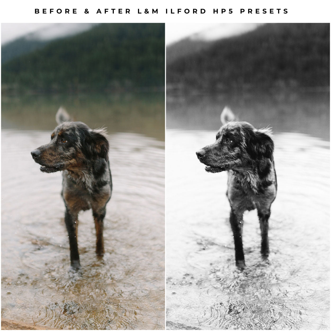 Ilford HP5 Film Lightroom Presets by Lou and Marks Presets