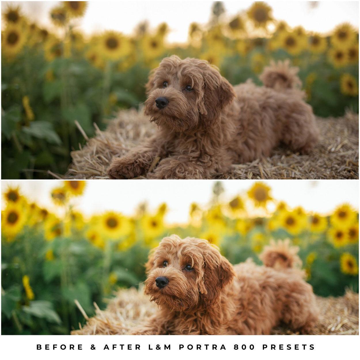 Kodak Portra 800 Film Lightroom Presets by Lou and Marks Presets