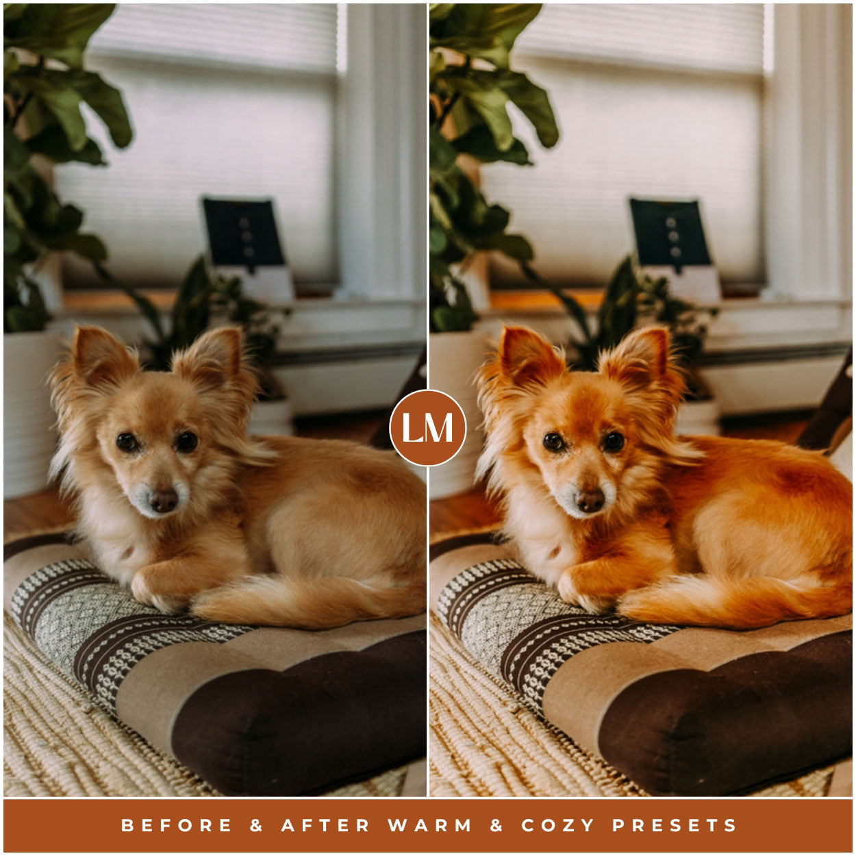 pets Warm and Cozy Christmas Lightroom presets for adobe Lightroom by Lou and marks presets