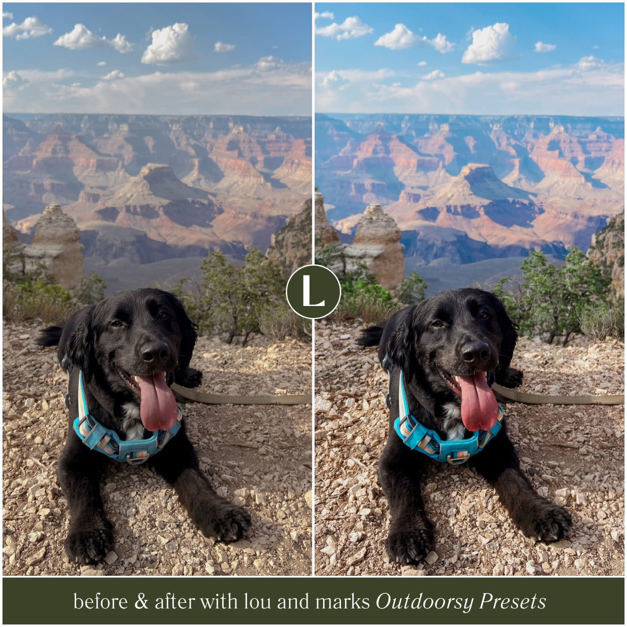 Before and after comparison of a dog at the Grand Canyon with Outdoorsy Presets applied.