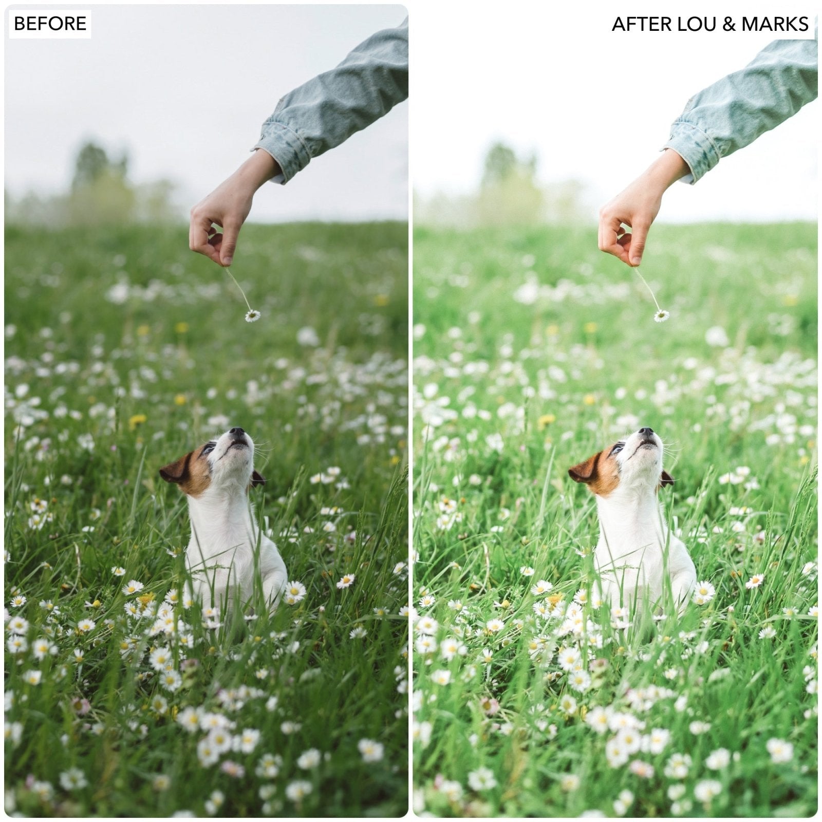 Spring Dream Presets - Lou & Marks Presets