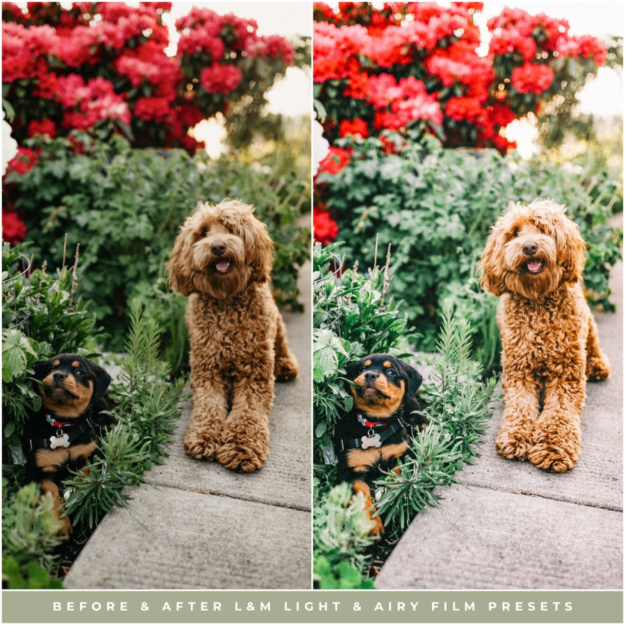 Light and Airy Film Lightroom Presets by Lou and Marks Presets