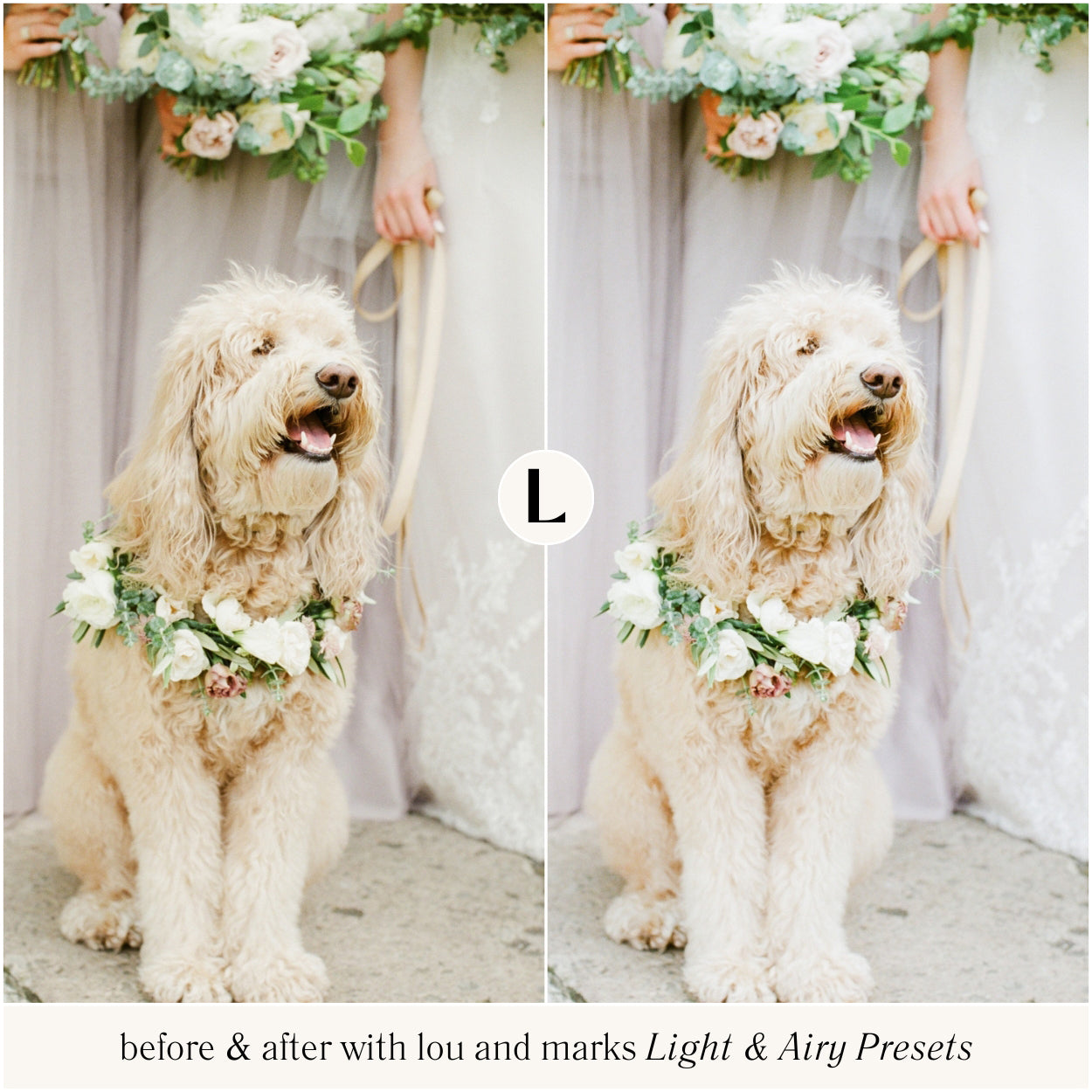 Light And Airy Lightroom Presets For Pet Photography By Lou And Marks Preset