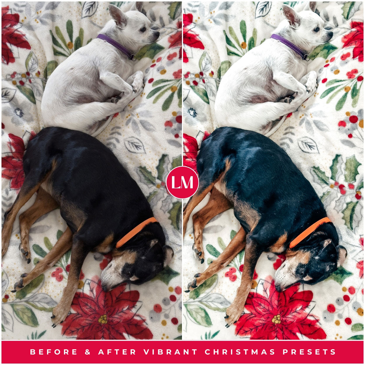 Vibrant Christmas Lightroom Presets For Best Colorful And Winter Photo Editing In Adobe Lightroom By Lou And Marks Presets For Pets