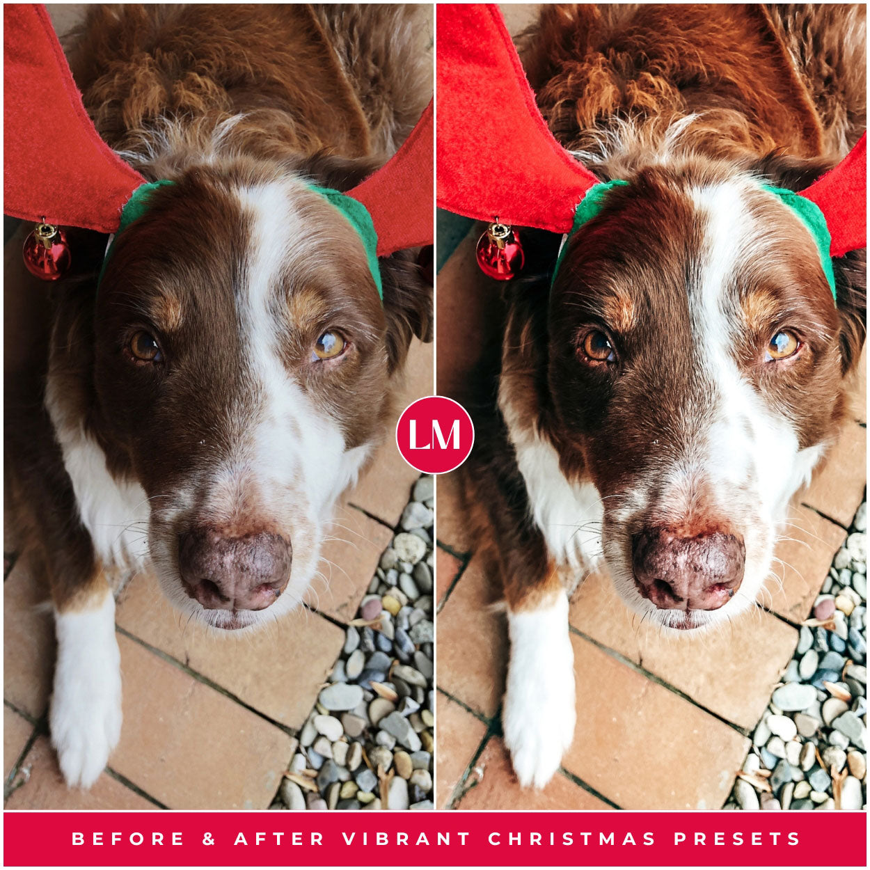 Vibrant Christmas Lightroom Presets For Best Colorful And Winter Photo Editing In Adobe Lightroom By Lou And Marks Presets For Pets