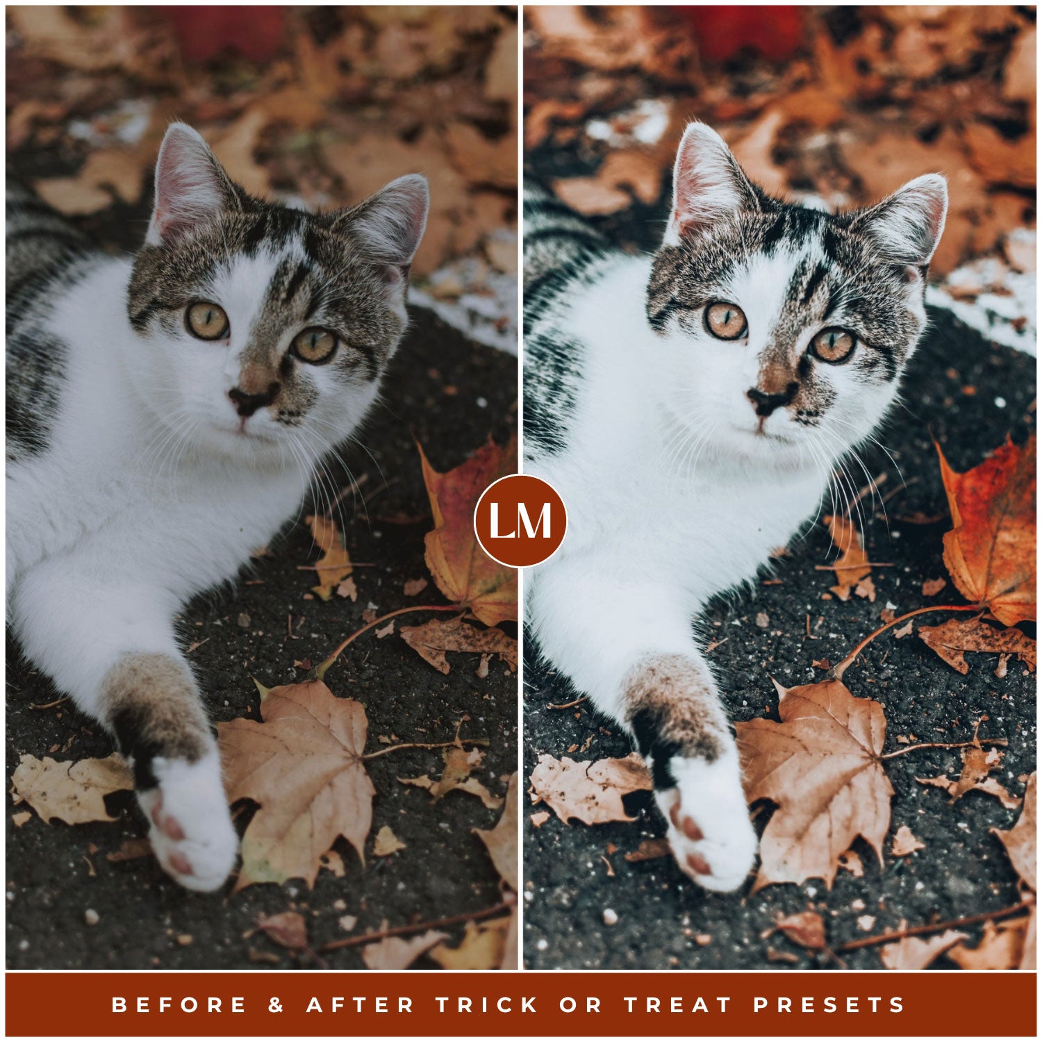 Trick Or Treat Lightroom Presets By Lou And Marks Presets
