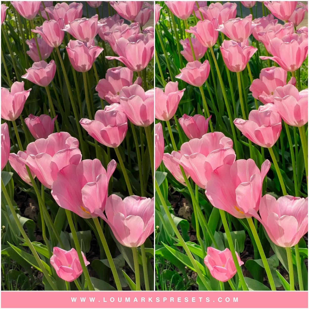 Vibrant Spring Best Lightroom Presets Lou And Marks Presets Pink