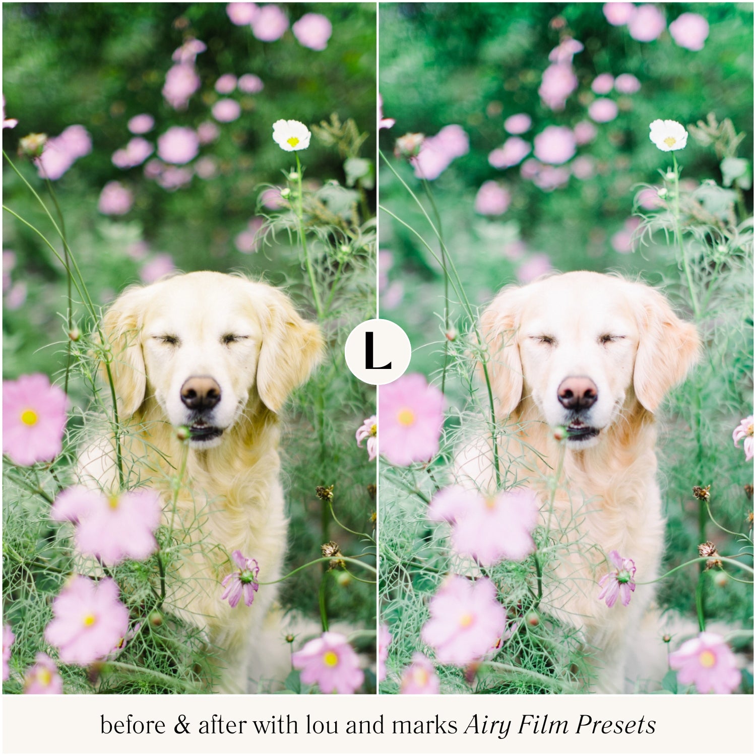 Dog Lightroom presets For Light and airy film edits