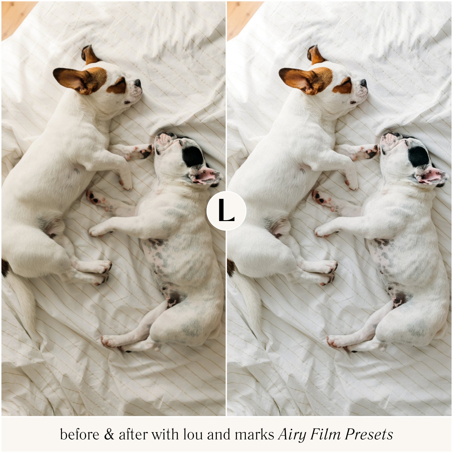 pet photographer Lightroom Presets for light and airy photo edits